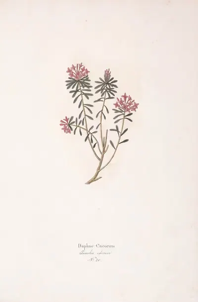Daphne Cneorum by Antonio Targioni-Tozzetti, 1824 — digital art print download