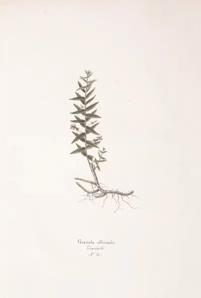 Gratiola officinalis by Antonio Targioni-Tozzetti, 1824 — digital art print download