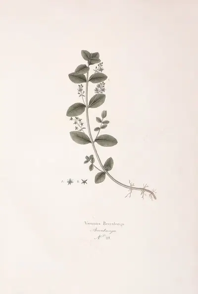 Veronica Beccabunga by Antonio Targioni-Tozzetti, 1824 — digital art print download