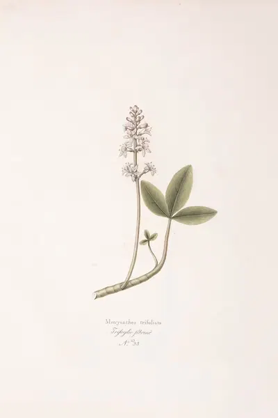 Menyanthes trifoliata by Antonio Targioni-Tozzetti, 1824 — digital art print download