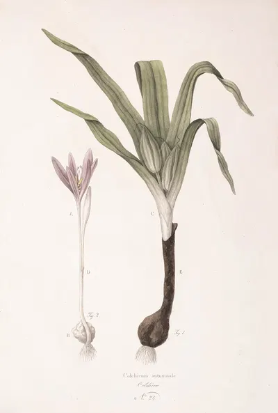 Colchicum autumnale by Antonio Targioni-Tozzetti, 1824 — digital art print download