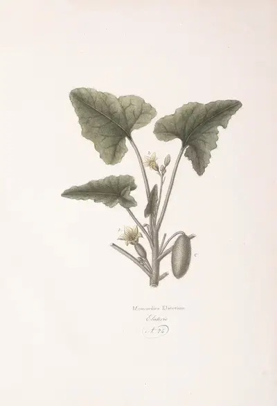 Momordica Elaterium by Antonio Targioni-Tozzetti, 1824 — digital art print download