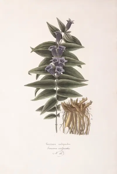Genziana Asclepiadea by Antonio Targioni-Tozzetti, 1824 — digital art print download