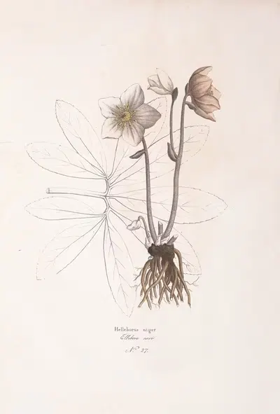 Helleborus niger by Antonio Targioni-Tozzetti, 1824 — digital art print download
