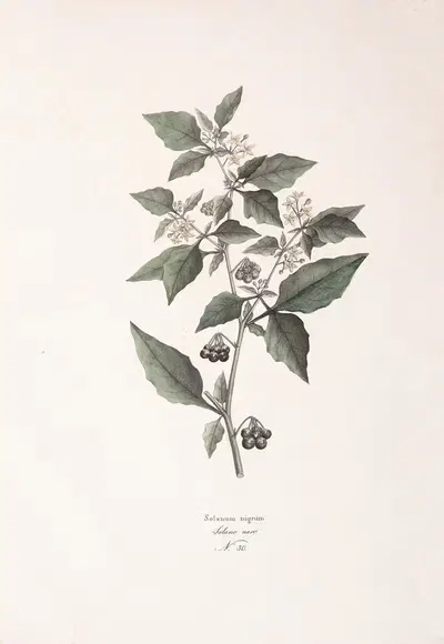Solanum nigrum by Antonio Targioni-Tozzetti, 1824 — digital art print download