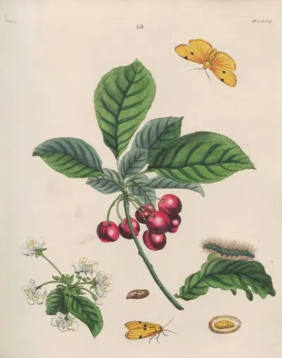 The yellow July Oak Moth (Phalæna quadra), The May Cherry (Prunus cerasus) by Benjamin Wilkes, 1773 — digital art print…
