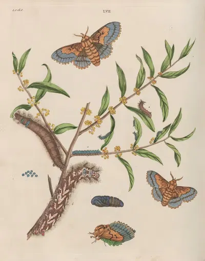 The Lappit Moth (Phalæna quercifolia), The Privet-leaved Philyrea (Philyrea anguslifolia) by Benjamin Wilkes, 1773 —…