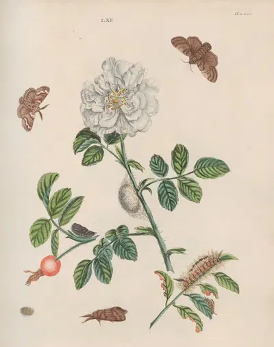 The black Tussock-Moth (Phalæna fascellina), The white double Rose (Rosa alba) by Benjamin Wilkes, 1773 — digital art print…