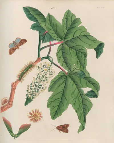 The Sycamore Tussock-Moth (Phalæna aceris), The Sycamore-Tree (Acer pseudo-platanus) by Benjamin Wilkes, 1773 — digital art…