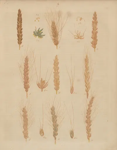 Deutschlands Feld- und Gartengewächse Pl.06 by Carl Gustav Calwer, 1852 — digital art print download