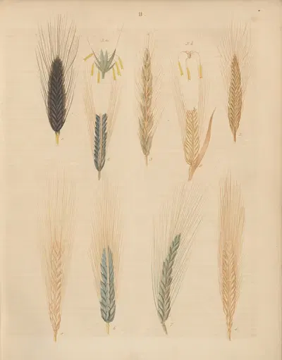 Deutschlands Feld- und Gartengewächse Pl.11 by Carl Gustav Calwer, 1852 — digital art print download