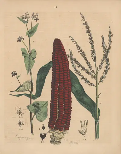 Deutschlands Feld- und Gartengewächse Pl.16 by Carl Gustav Calwer, 1852 — digital art print download