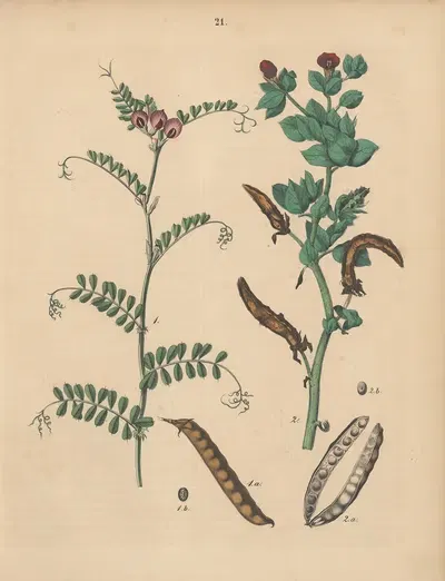Deutschlands Feld- und Gartengewächse Pl.21 by Carl Gustav Calwer, 1852 — digital art print download