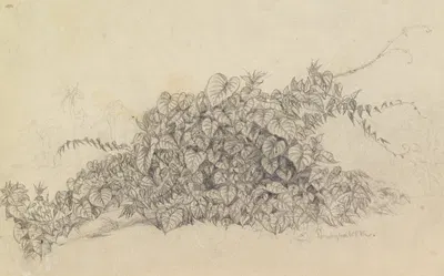 Studie; Blätter einer Rankenpflanze by Ferdinand Keller, 1858 — digital art print download