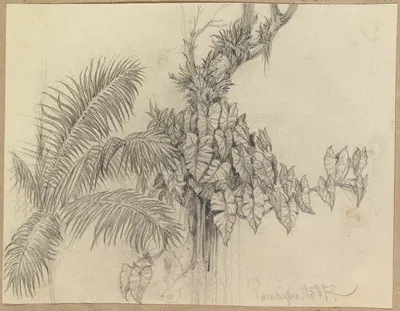 Zwei Pflanzenstudien; Palme und Schlingengewächs mit Kakteen an einem Ast by Ferdinand Keller, 1858 — digital art print…