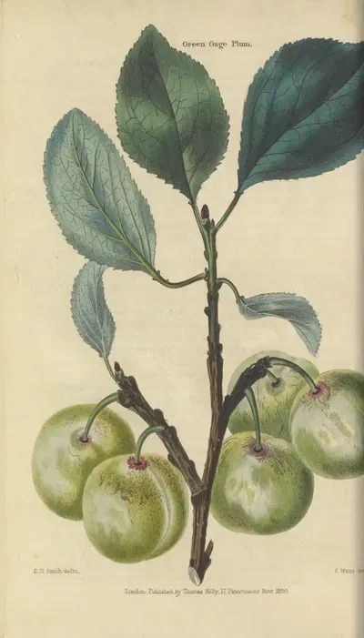 Green Gage Plum by Charles McIntosh, 1829 — digital art print download
