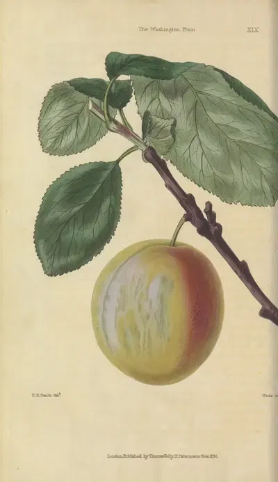 Washington Plum by Charles McIntosh, 1829 — digital art print download