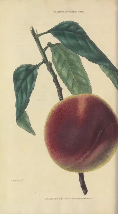 Bellegrade or Galande Peach by Charles McIntosh, 1829 — digital art print download