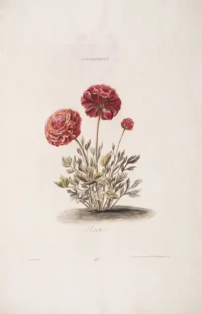 Ranunculus V. Hector by Christoph Jakob Trew, 1772 — digital art print download