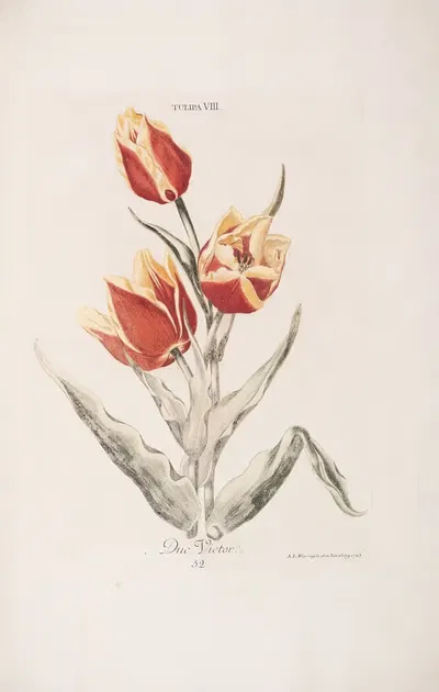 Tulipa VIII. Duc Victor by Christoph Jakob Trew, 1772 — digital art print download