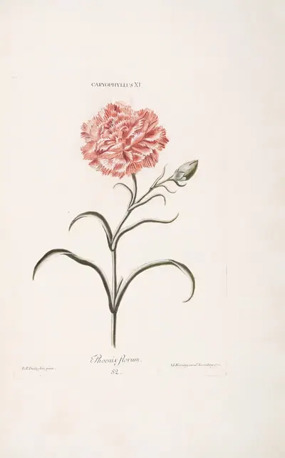 Caryophyllus XI. Phoenix florum by Christoph Jakob Trew, 1772 — digital art print download