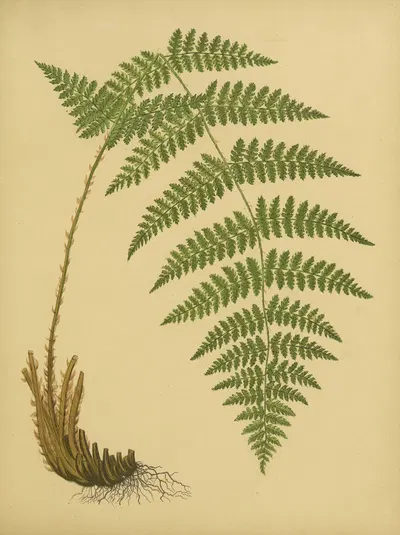 Spinulose, or Common Wood-Fern by Daniel Cady Eaton, 1882 — digital art print download