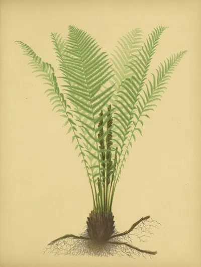 Ostrich-Fern by Daniel Cady Eaton, 1882 — digital art print download