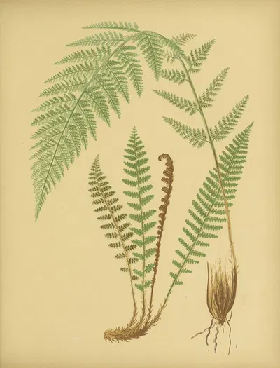 Alpine Beech-Fern, Fragrant Wood-Fern by Daniel Cady Eaton, 1882 — digital art print download