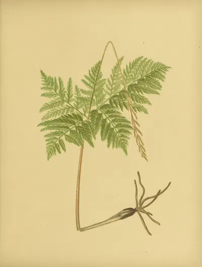 Virginian Grape-Fern by Daniel Cady Eaton, 1882 — digital art print download