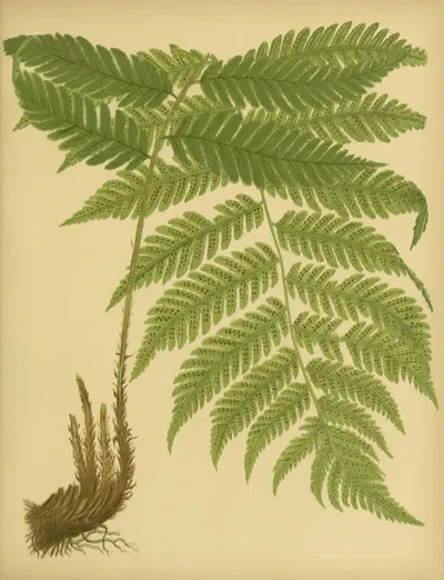 Goldie’s Wood-Fern by Daniel Cady Eaton, 1882 — digital art print download