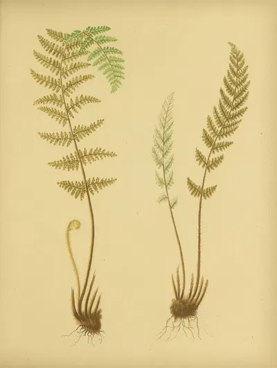 Webby Lip-Fern, Eaton's Lip-Fern by Daniel Cady Eaton, 1882 — digital art print download