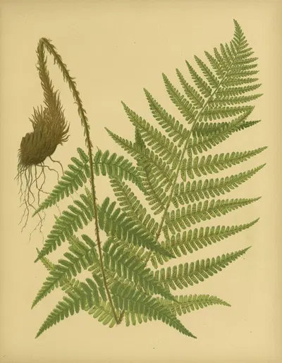 Male Fern by Daniel Cady Eaton, 1882 — digital art print download