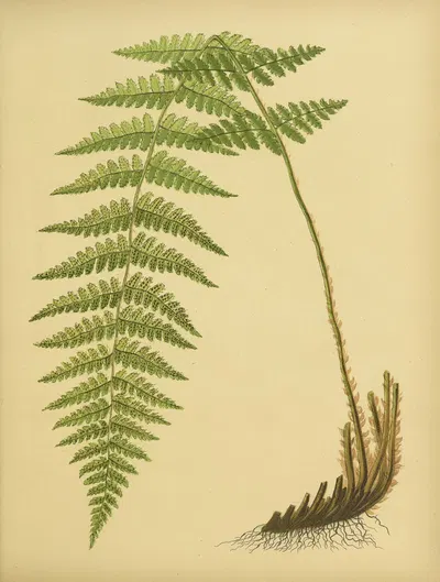 Boott's Wood-Fern by Daniel Cady Eaton, 1882 — digital art print download
