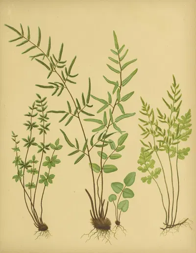 Trifoliate Cliff-Brake, Clayton's Cliff-Brake, Slender Cliff-Brake by Daniel Cady Eaton, 1882 — digital art print download
