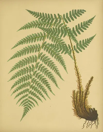 Evergreen Wood-Fern by Daniel Cady Eaton, 1882 — digital art print download