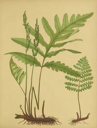 Sensitive Fern by Daniel Cady Eaton, 1882 — digital art print download