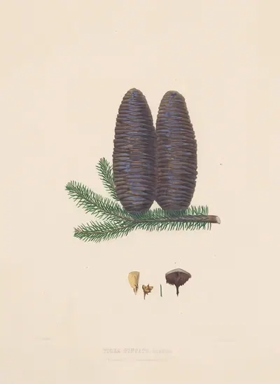 Picea pinsapo by Edward James Ravenscroft, 1884 — digital art print download