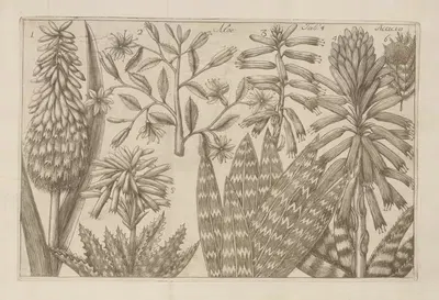Aloe, Acacia by Filippo Arena, 1767-1768 — digital art print download