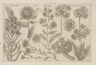 Asphodelus, Aster, Asteroides, Auricula Ursi by Filippo Arena, 1767-1768 — digital art print download