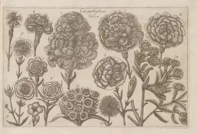 Caryophyllum by Filippo Arena, 1767-1768 — digital art print download