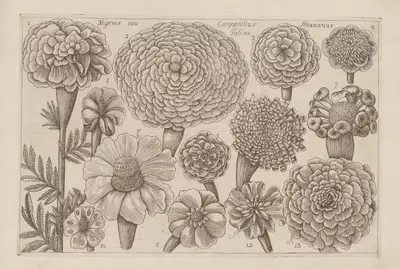 Tagetes, Caryophillus, Mexicanus by Filippo Arena, 1767-1768 — digital art print download