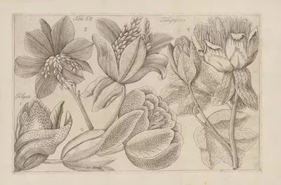 Tulipisera by Filippo Arena, 1767-1768 — digital art print download