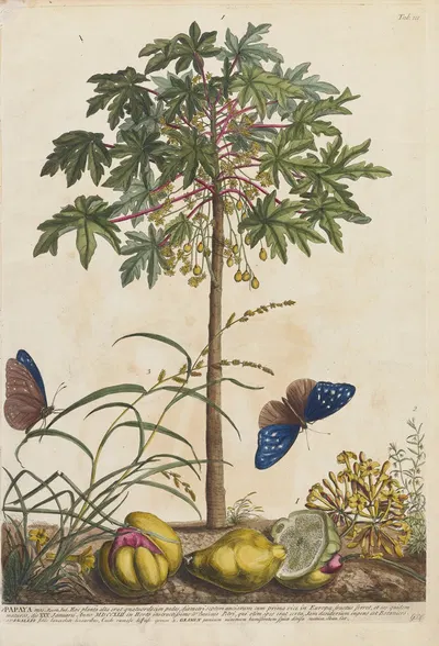 Papaya by Georg Dionysius Ehret, 1748 — digital art print download