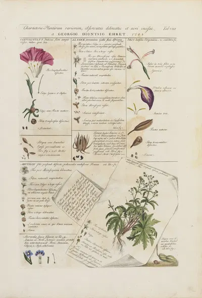 Characters of flowers (Characteris plantarum) by Georg Dionysius Ehret, 1748 — digital art print download