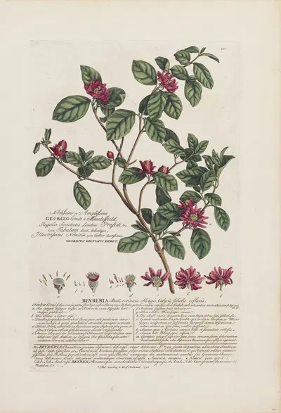Bevreria by Georg Dionysius Ehret, 1748 — digital art print download