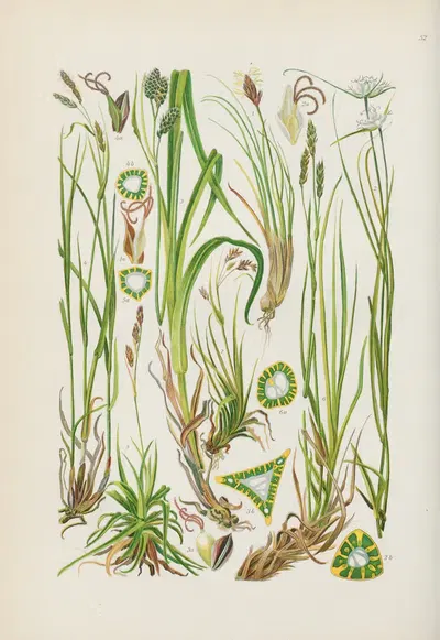 Illustrierte Flora von Mitteleuropa Pl.052 by Gustav Hegi, 1906-1929 — digital art print download