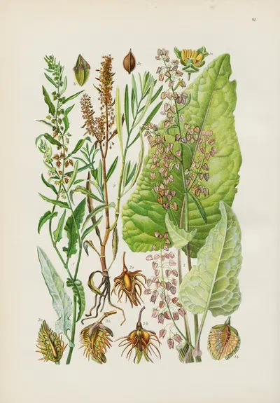 Illustrierte Flora von Mitteleuropa Pl.091 by Gustav Hegi, 1906-1929 — digital art print download