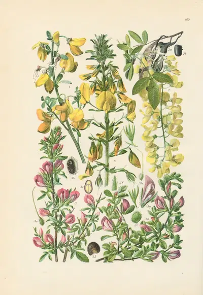 Illustrierte Flora von Mitteleuropa Pl.160 by Gustav Hegi, 1906-1929 — digital art print download