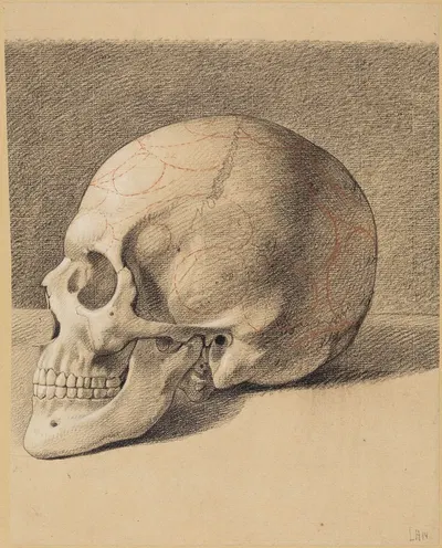 Schädelstudie; Linksprofil eines Schädels by Philipp Jakob Becker — digital art print download