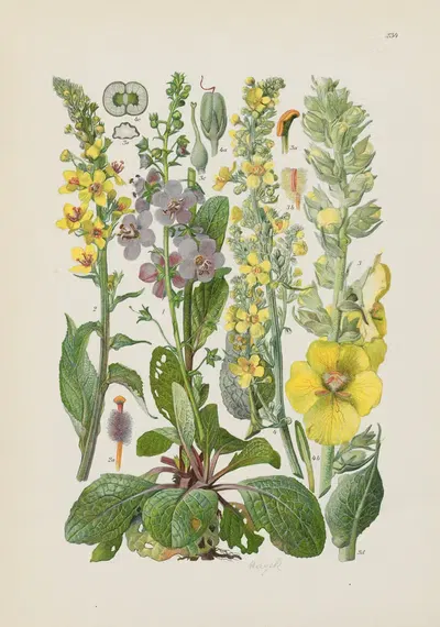Illustrierte Flora von Mitteleuropa Pl.234 by Gustav Hegi, 1906-1929 — digital art print download
